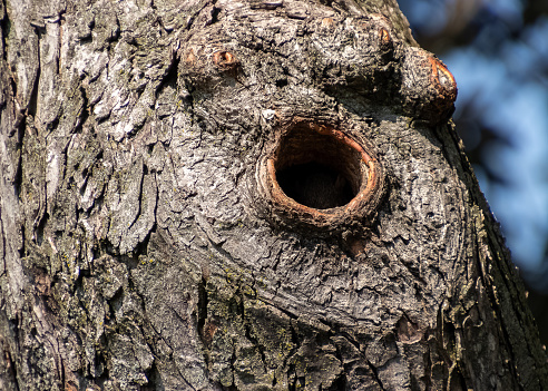 Cavity in maple tree used as a den for squirrels with knots and looking anthropomorphic