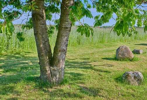 Sycamore Maple (Acer pseudoplatanus) on meadow isolated on white.