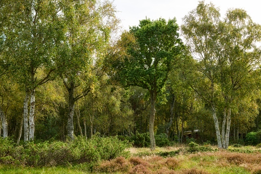 Hardwood forest uncultivated