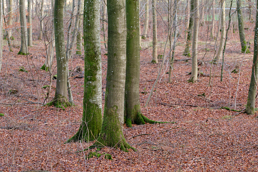 Hardwood forest uncultivated