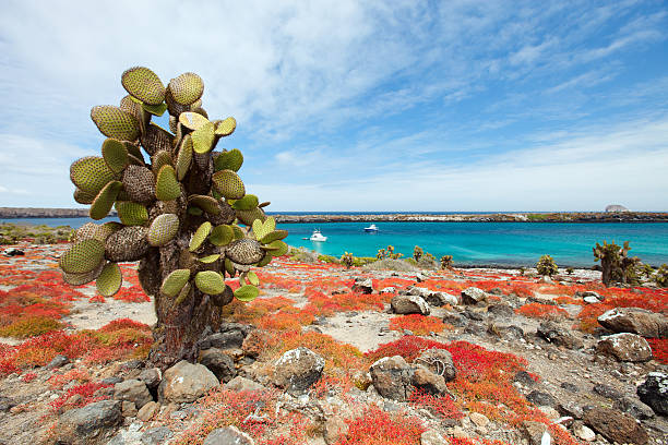 istock South plaza island 160856764
