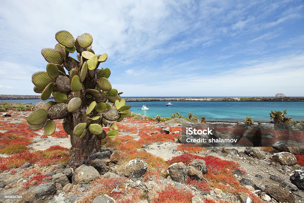 South plaza island Beautiful landscape of Galapagos South Plaza island Galapagos Islands Stock Photo