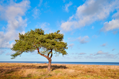 Lonely tree by the ocean