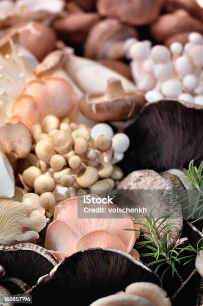 Biopilzen Auswahl Stockfoto und mehr Bilder von Agrarbetrieb - Agrarbetrieb, Basidiomycota, Bildhintergrund