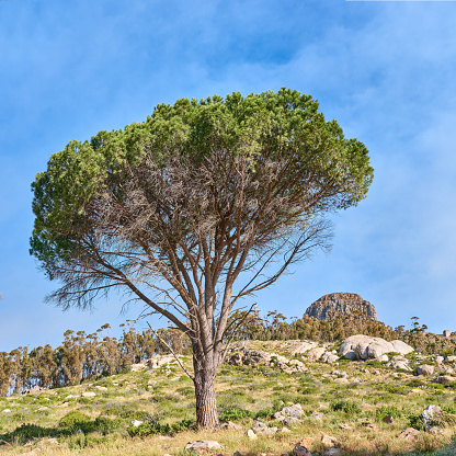Lonelu black pine in the Pyrenees mountains
