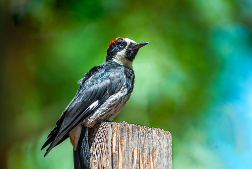The Acorn Woodpecker (Melanerpes formicivorus) is a black and white woodpecker with a red cap and distinctive white eyes. As the name implies, the acorn woodpecker depends on acorns and other nuts as its primary source of food. This woodpecker drills holes in trees where it stores nuts for later consumption. Their diet also consists of fruit, insects and tree sap. It drills larger cavities in dead trees to excavate a nest. Unlike other woodpeckers, the acorn woodpecker lives and nests in small flocks. The acorn woodpecker's habitat is oak forests of Oregon, California, and the southwestern United States, south through Central America to Colombia. This male acorn woodpecker was photographed on a stump next to the Coconino National Forest near Flagstaff, Arizona, USA.