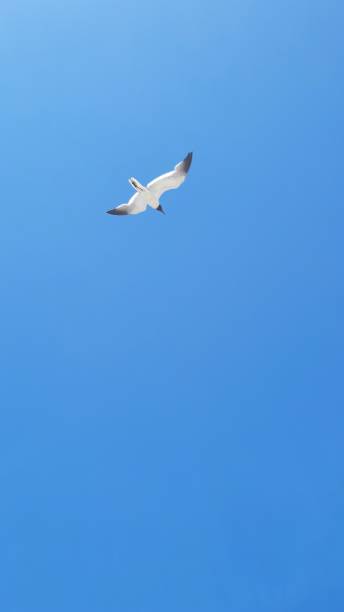 istock View of a seagull bird flying on a blue sky 1608591102