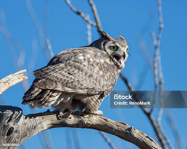 Great Horned Owl Stockfoto und mehr Bilder von Eule - Eule, Fotografie, Horizontal