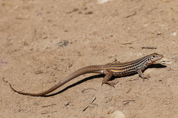 istock Western Whiptail Lizard sunning itself in open area. 1608601440