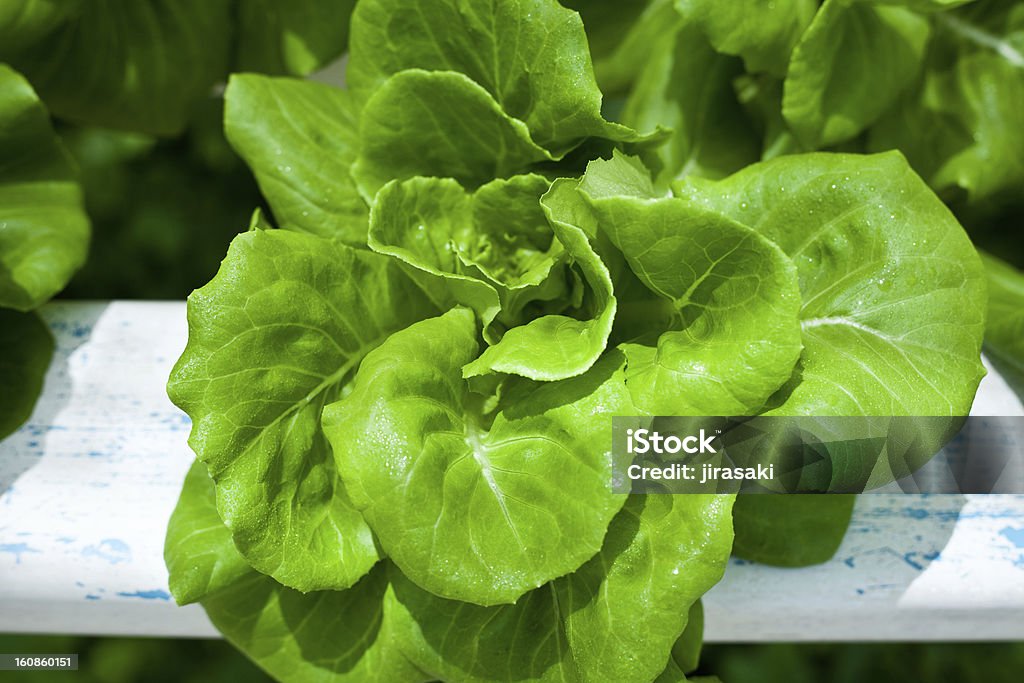 De vegetal house - Foto de stock de Agricultura libre de derechos