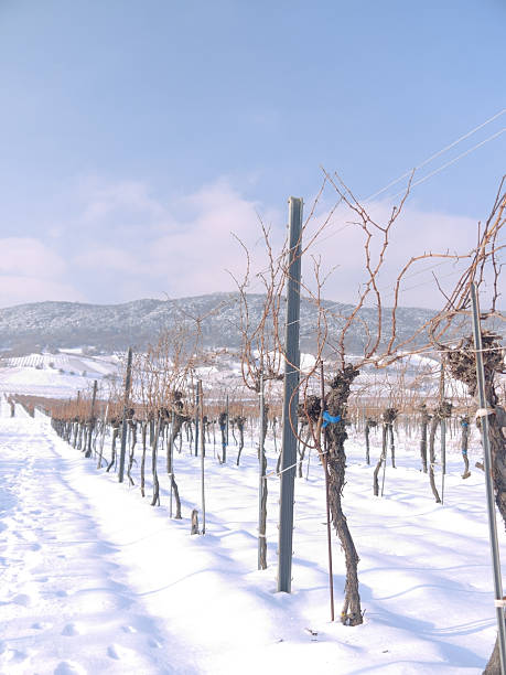 istock Pfaffstätten, Lower Austria: Vineyard in the winter time 160860185