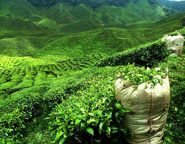 plantation de thé vert - tea crop photos et images de collection