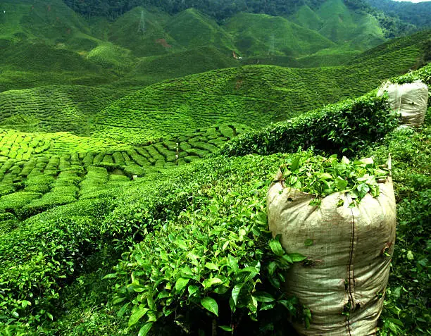 Photo of green tea plantation