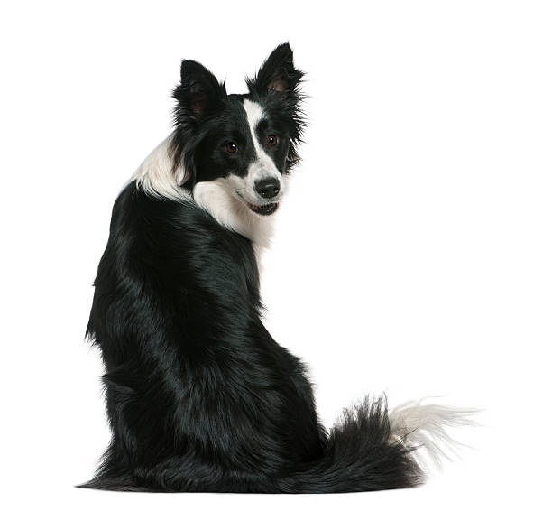 Rear view of Border Collie, sitting and looking back. Border Collie, 16 months old, sitting in front of white background. border collie puppies stock pictures, royalty-free photos & images