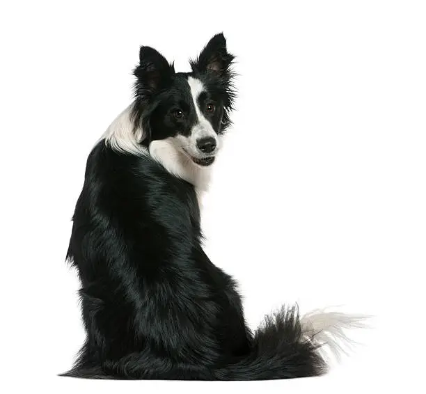 Photo of Rear view of Border Collie, sitting and looking back.