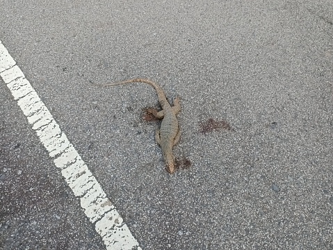 dead common iguana on asphalt road close-up.photo taken in malaysia