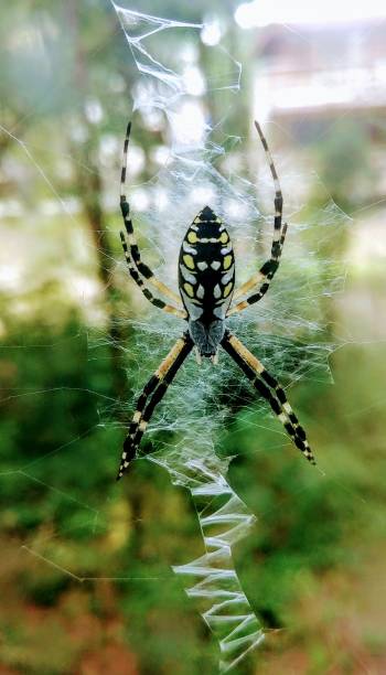istock Golden Orb Weaver 1608621615