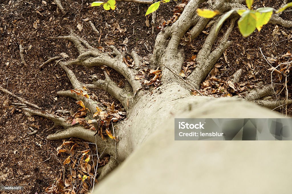 La recherche sur un tronc d'arbre - Photo de Arbre libre de droits