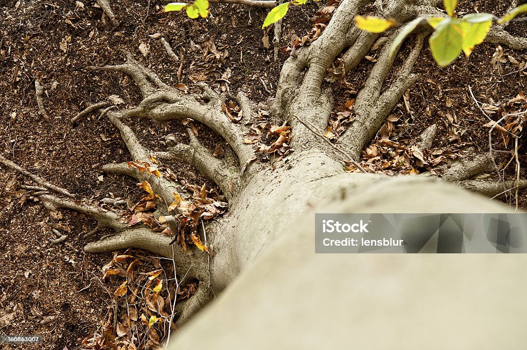 Olhar para Baixo um Tronco de árvore - Royalty-free Árvore Foto de stock