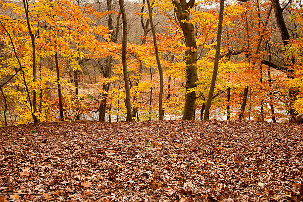 autumn leaves and trees stock photo