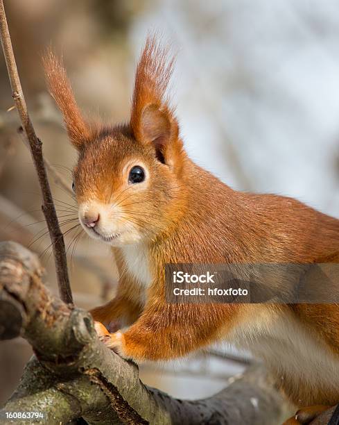 Hörnchen Stockfoto und mehr Bilder von Braun - Braun, Europa - Kontinent, Fotografie