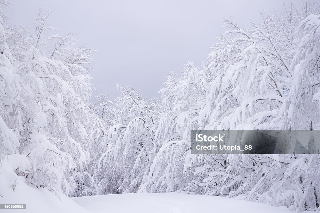 Caminho na floresta de Inverno em lote de neve de - Royalty-free Branco Foto de stock