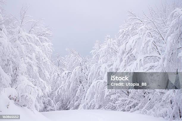 Caminho Na Floresta De Inverno Em Lote De Neve De - Fotografias de stock e mais imagens de Branco - Branco, Espaço Vazio, França