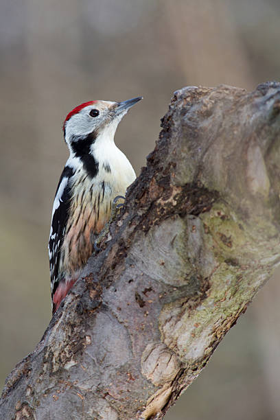 middle spotted woodpecker middle spotted woodpecker the middle spotted woodpecker dendrocopos medius stock pictures, royalty-free photos & images