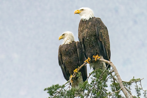 A pair of Bald Eagles (Haliaeetus leucocephalus) perched on top of a fir tree at Yucaipa Regional Park, California.