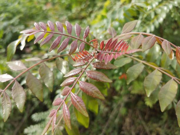 istock Plant with the name Weinmannia fraxinea. 1608688906