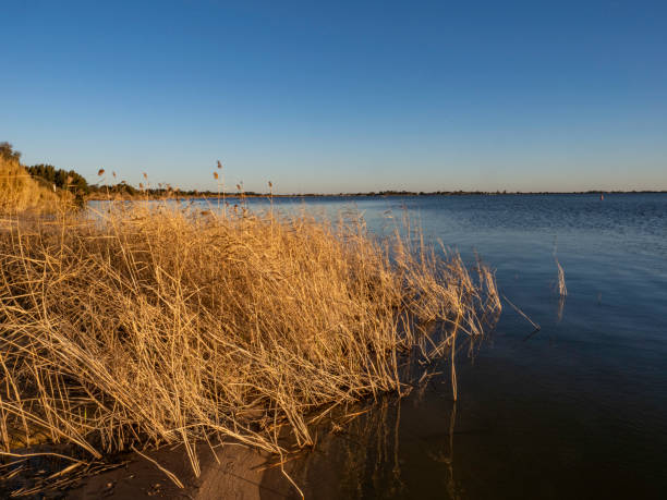 istock Reeds in lake at sunset 1608695260