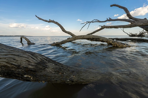 Once oak trees now fallen into the ocean due to erosion, Boneyard Beach on Big Talbot Island near Jacksonville, Florida.