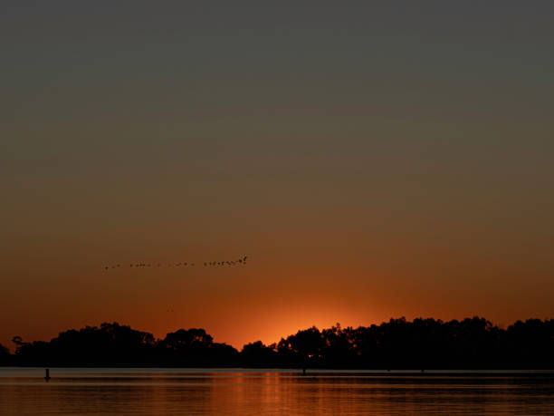 istock Birds flying in sunset glow 1608695831