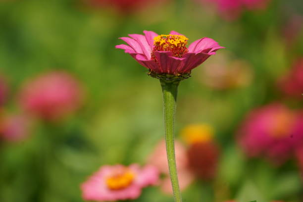 Close-up of single flower with soft muted background