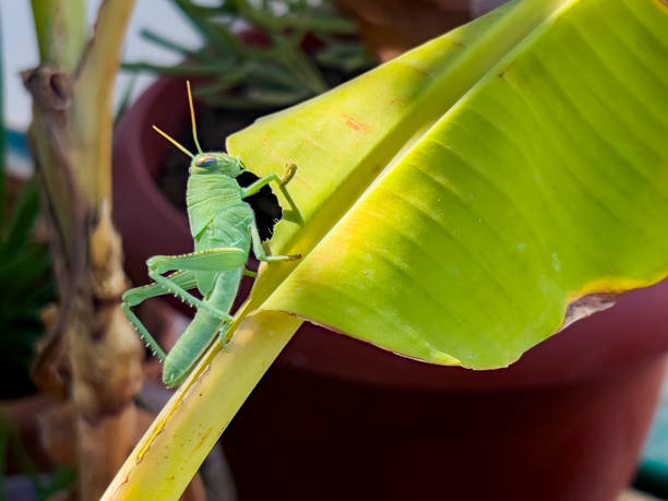 istock Green grasshopper on banana leaf 1608710631