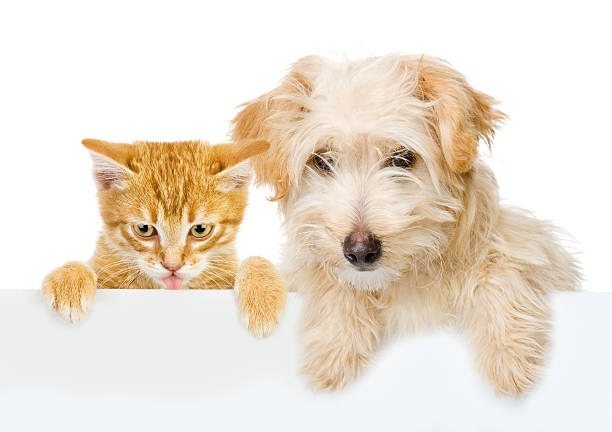 istock Cat and Dog above white banner 160876199