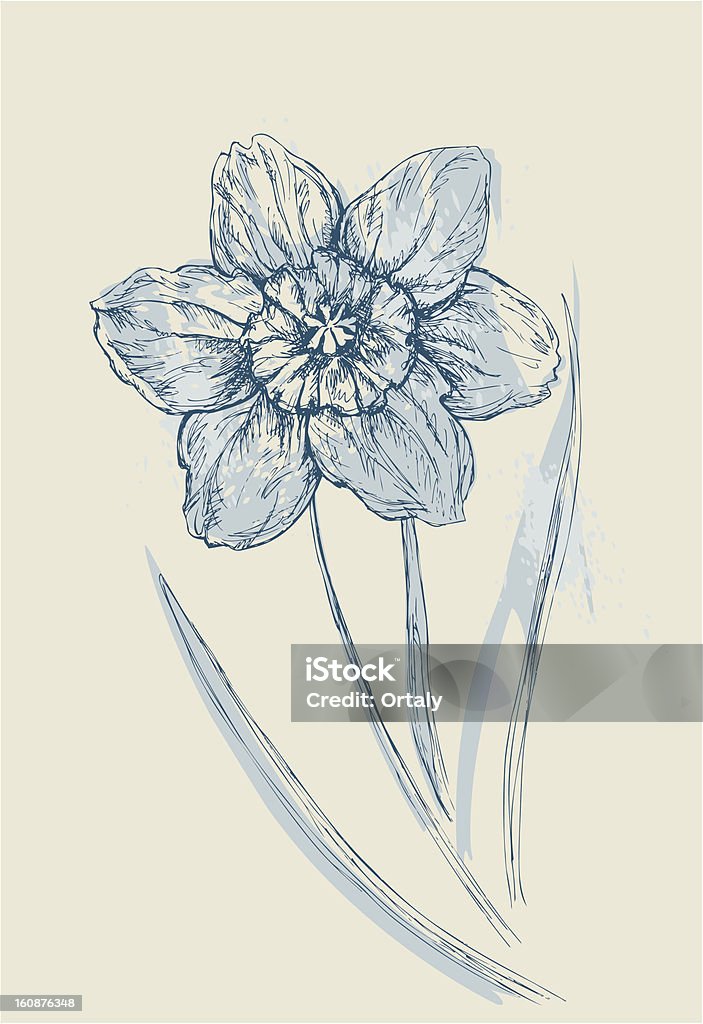 Aquarelle Narcisse - clipart vectoriel de Jonquille libre de droits