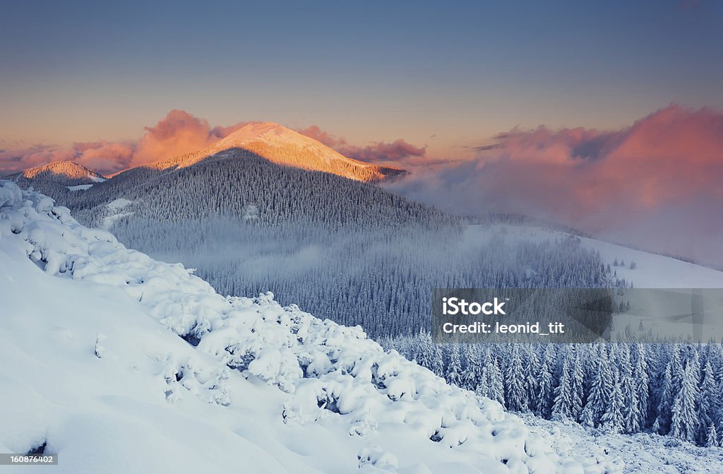 Inverno - Foto stock royalty-free di Abete