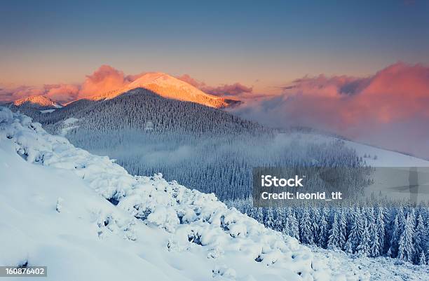 Inverno - Fotografie stock e altre immagini di Abete - Abete, Alba - Crepuscolo, Albero