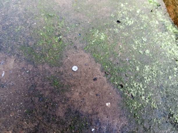 istock Mossy concrete due to water drips 1608764526