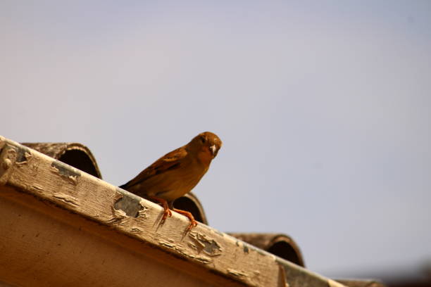 istock Female Sparrow Bird on Roof 1608765052