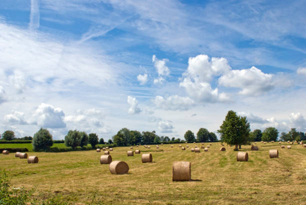 Hay bales under blue sky on a harvested field, Picardy, France, Europe.