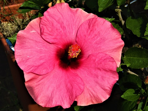 Rose hibiscus flower. Open to sun.