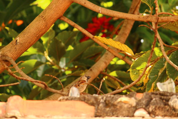 istock Male Sparrow Bird Looking Up From a Tree 1608767700