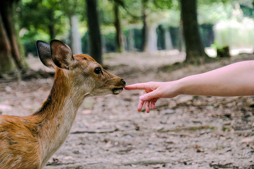 A curious deer in Nara Park, approaches woman who reaches out and touches it on the nose.