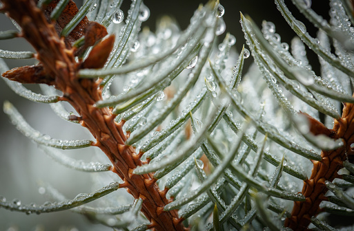 Drops of dew on the needles of a Christmas tree after morning rain in autumn