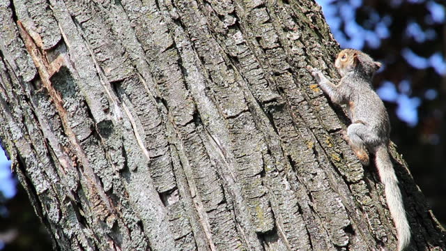Baby squirrel adventurously hops up tree limb as it begins to explore