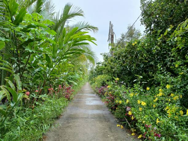 schmale straße im mekong-delta, vietnam - conutryside stock-fotos und bilder