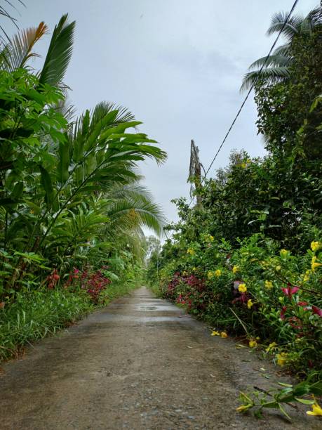 narrow conutryside street in mekong delta vietnam - conutryside imagens e fotografias de stock