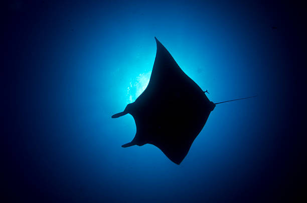 istock Silhouette of manta. 160877342